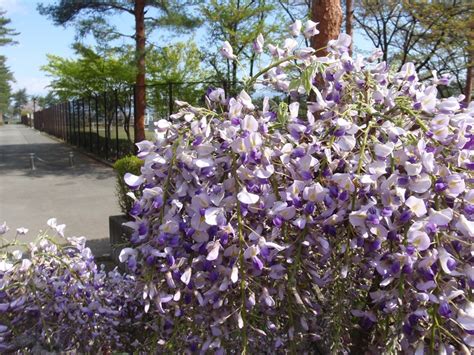 藤科植物|フジ Wisteria floribunda マメ科 Fabaceae フジ属 三河。